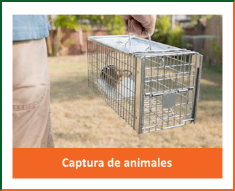 Captura de animales ast-pestcontrol
