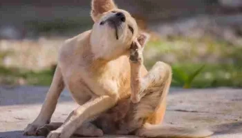 Como proteger a sus mascotas de plagas ast-pestcontrol