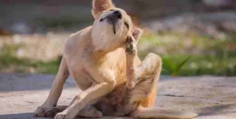 Como proteger a sus mascotas de plagas ast-pestcontrol