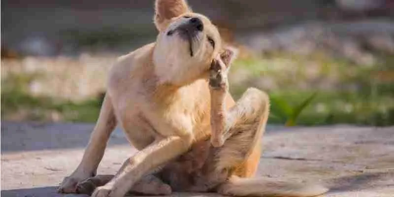 Como proteger a sus mascotas de plagas ast-pestcontrol