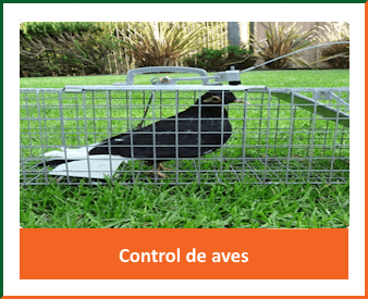 Control de aves ast-pestcontrol