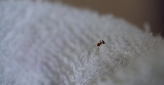 Plagas en edificio hoteles colegios hosteleria ast-pestcontrol