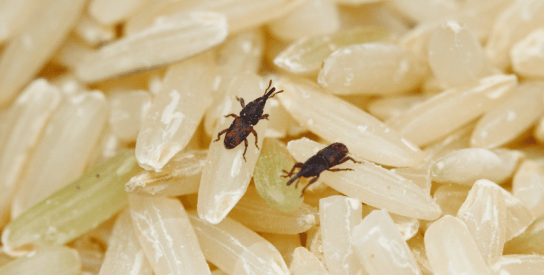 Qué atrae las plagas a tu hogar-destacada