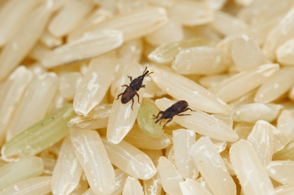 Qué atrae las plagas a tu hogar-destacada