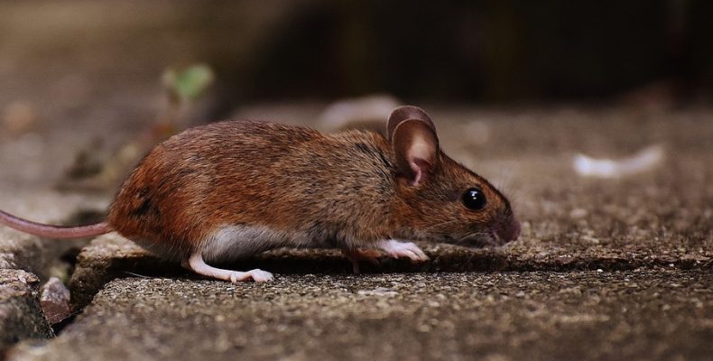 Roedores más comunes en Cádiz-Jerez ast-pestcontrol
